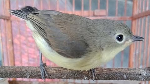 Kicau Burung Remetuk Laut / Siur Gacor ,Ampuh Menaikan Birahi Remetuk Bahan Biar Rajin Bunyi Nyuling