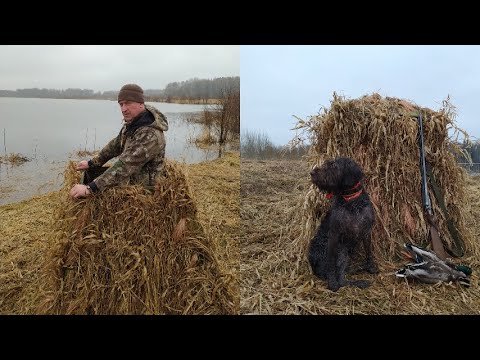 Video: Артемида канаттууларындагы мезмер деген эмне?