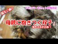 激かわすぎる指サイズのお猿！？双子で天使！♪飼育日記（NO.3） 【コモンマーモセット  飼育係】monkey  marmoset Animals
