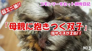 激かわすぎる指サイズのお猿！？双子で天使！♪飼育日記（NO.3） 【コモンマーモセット  飼育係】monkey  marmoset Animals