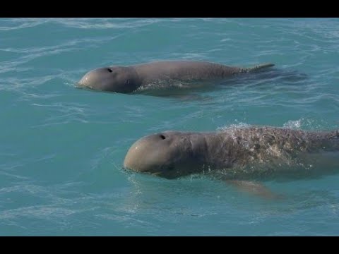 გადაშენების პირას მყოფი დედამიწის 10 ბინადარი