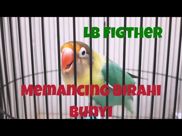 Lovebird Figther , Memancing Emosi&Birahi Lanjut Bunyi class=