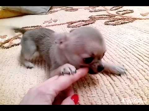 Chihuahua Blu Fawn A Pelo Corto You Chihuahua Blu Fawn A Pelo Corto You