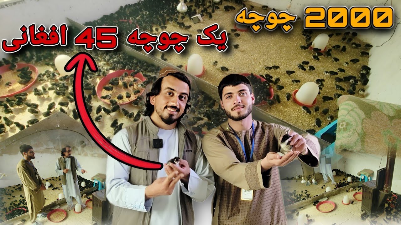 چگونه چوچه‌های سالم و پربازده تولید کنیم؟ 👍🏻🐥 روش‌های طلایی با عاید عالی 🤑 || شرکت مرغداری فقیری