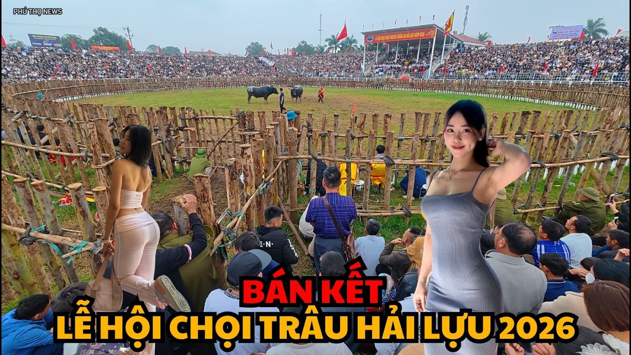 Lễ Hội Chọi Trâu Hải Lựu 2026 | Trận Bán Kết Kịch Tính Nhất – Cực Kỳ Hấp Dẫn