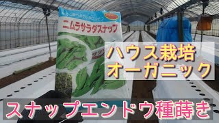 【スナップエンドウ種蒔き】ハウス栽培で冬採り、オーガニック