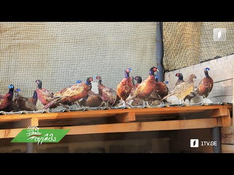 #ფერმა იშვიათი სახეობის ფრინველთა უდიდესი იაგროკომპლექსი ჭორვილაში