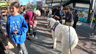 Lt. Rowdy Mini Horse Rep. VCCRR First Time With Cash 2.0 @ The Grove Farmers Market (6 of 6)