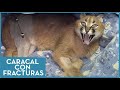 Caracal 🐆  con en enfermedad ósea metabólica 🦴