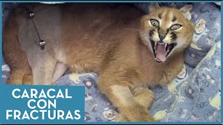 Caracal 🐆  con en enfermedad ósea metabólica 🦴