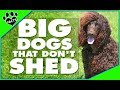 Top 10 BIG Dogs That Don't Shed - TopTenz