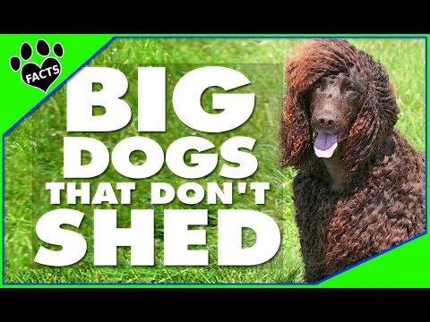 Top 10 Big Dogs That Dont Shed Too Much Dogs 101 Youtube