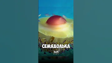 В Испании увидели медузу-яичницу