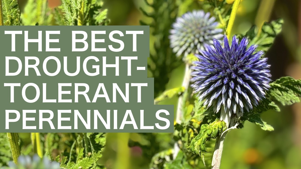 10 засухоустойчивых и устойчивых многолетних растений для вашего сада!