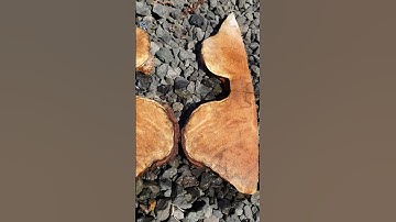maple burl pieces. Orcedar.com free shipping