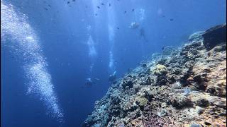 DIVING IN BUNAKEN
