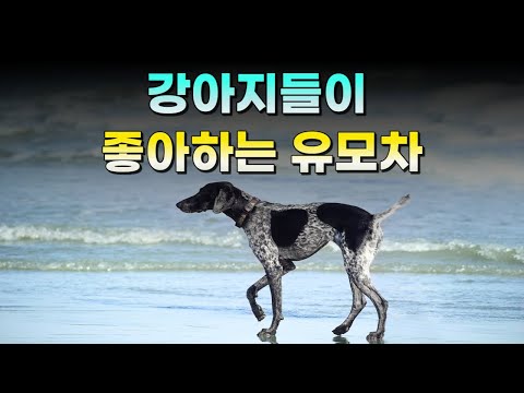 이것저것 많이 써봤지만, 너로 정했다 / 강아지유모차 추천 (2023) l  피카고, 에어버기, 피카노리