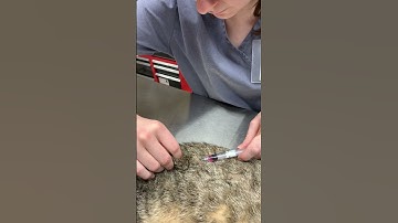Feline Subcutaneous Injection