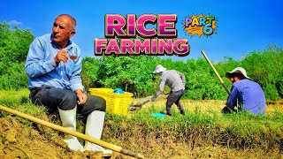 Now the Hard Part Starts 🌾 All Rice Fields Ready | Part 11 #farming #riceharvest #rusticlife 