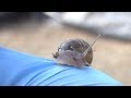 Posibles riesgos y manejo del caracol Helix Aspersa