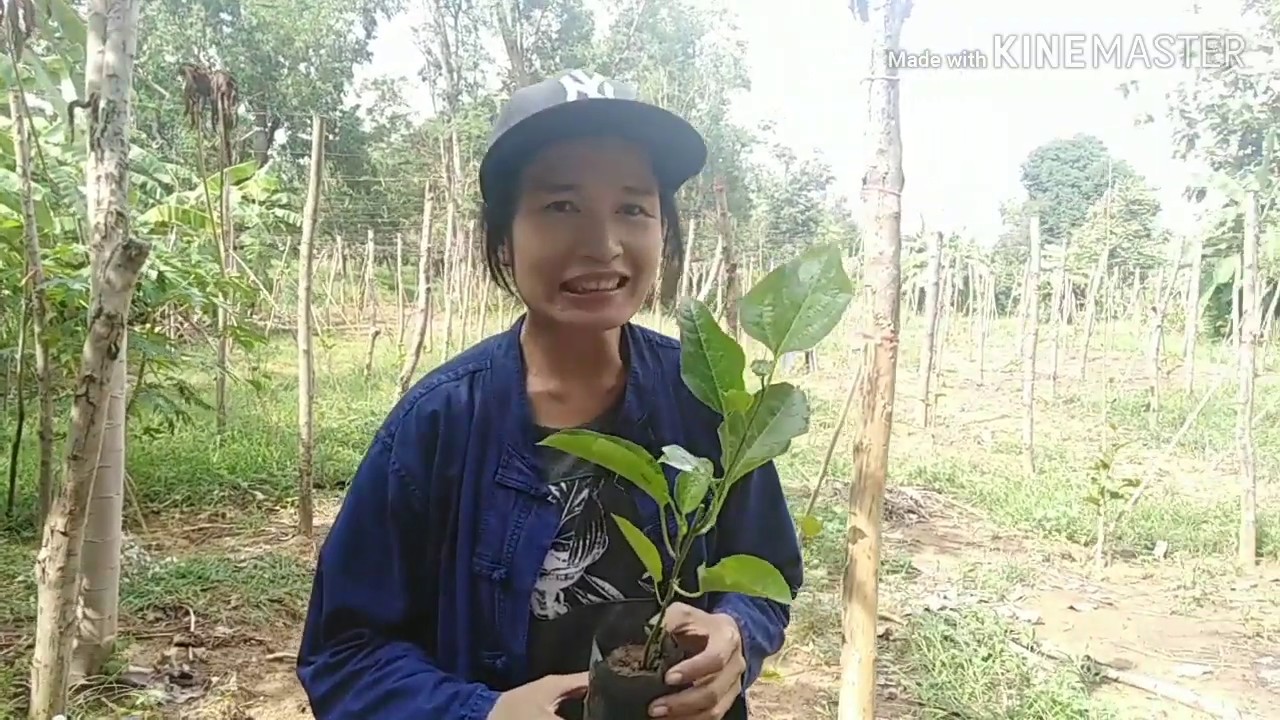 ปลูกเสาวรสเองแบบง่ายๆตอน1