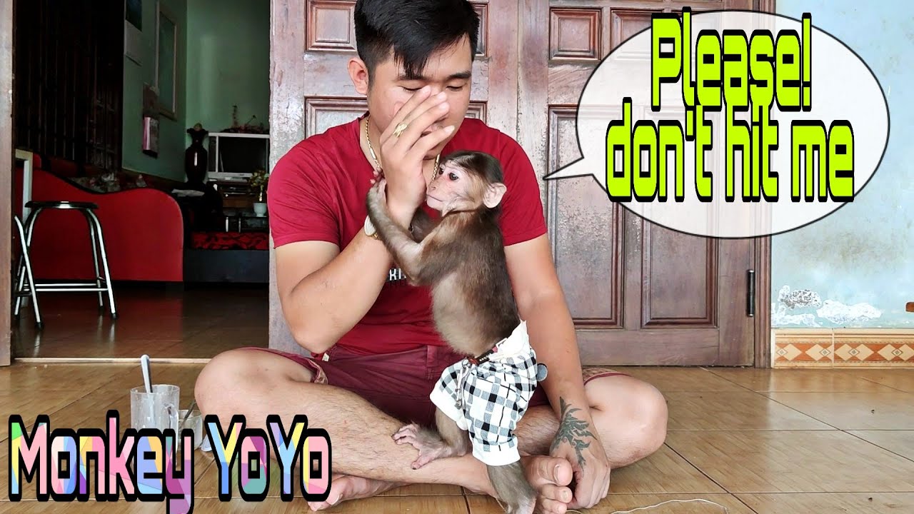 Monkey YoYo Jr holds dad's hand when Dad  hit him|Monkey Baby YoYo