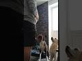 #wolfpack #packleader #thursday #goldenretriever #staffordshireterrier #bestfriend #random #ytshorts