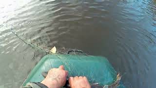 видео: Проверяем   сеть  и   улов  на  кукан.. картинка: Проверяем   сеть  и   улов  на  кукан..