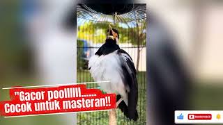 JALAK SUREN GACOR PARAH, FULL ISIAN...COCOK BUAT MASTERAN