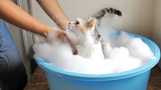 A carico cat Nekokichi was scrubbed clean by shampoo.