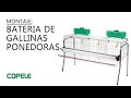 Batería de Gallinas Ponedoras | COPELE