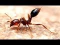 Why Fire Ants are Amazing