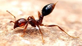 Why Fire Ants are Amazing