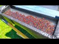 Man Built This Trap In His Backyard, And It’s Disgusting How Well It Works