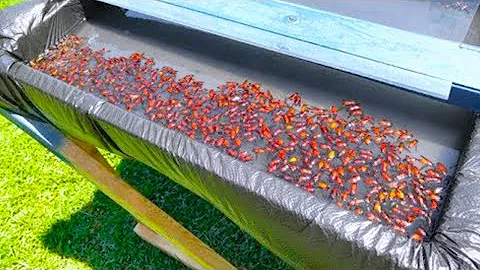 Man Built This Trap In His Backyard, And It’s Disgusting How Well It Works