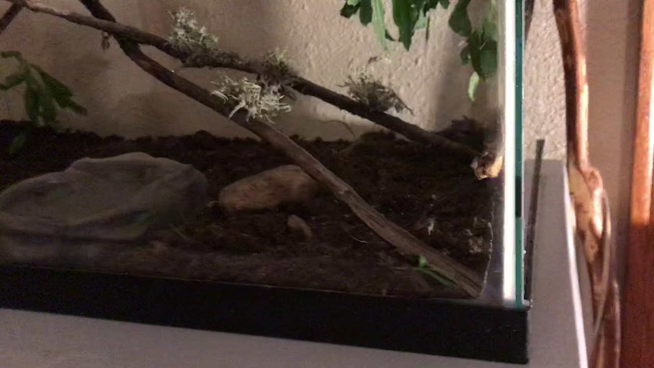 American Toad Tank setup!!! YouTube
