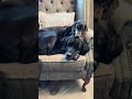 Puppy love