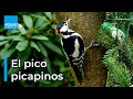 El PICO PICAPINOS, un ARQUITECTO con ALAS