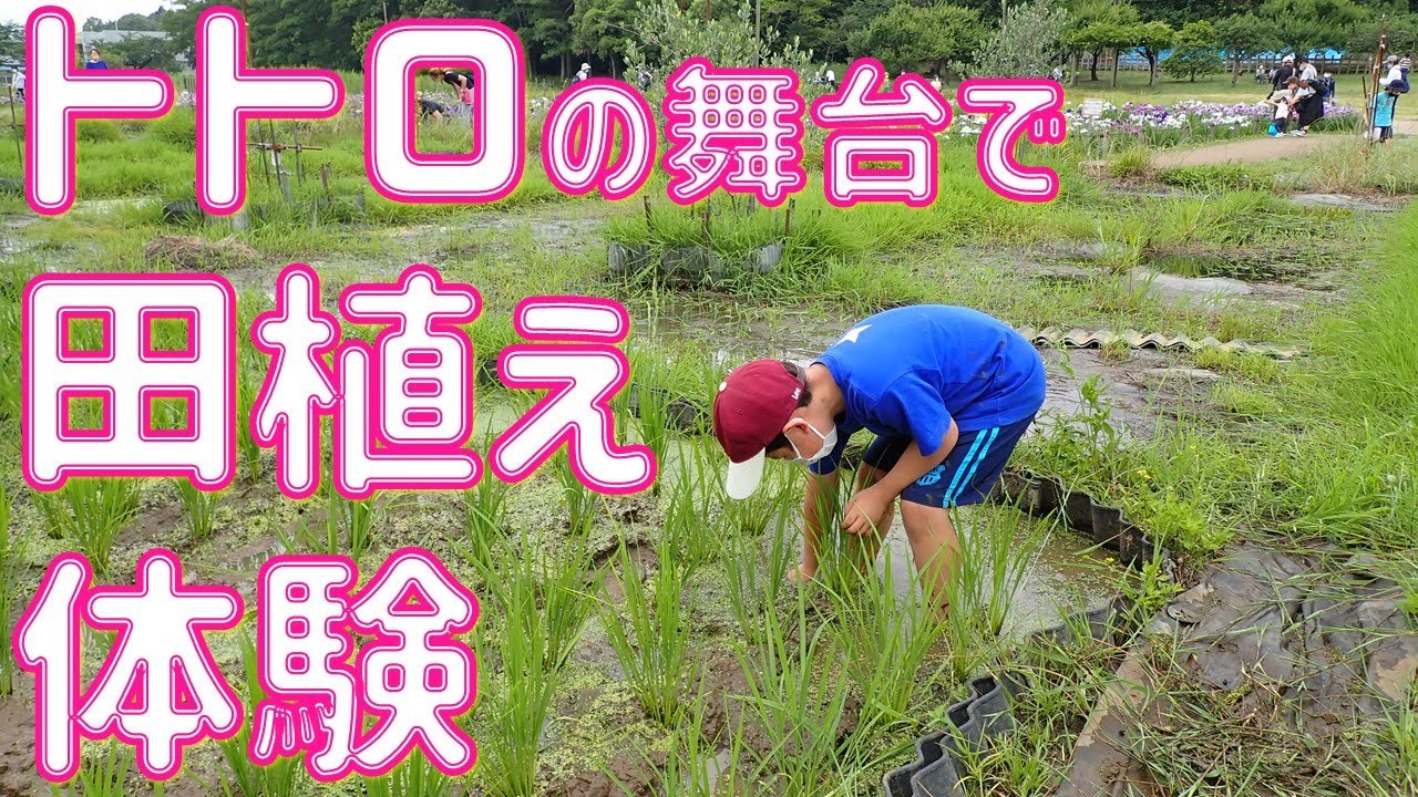 田んぼ　農業　ころがし 昔使った「ころがし」 – 塩沢米穀