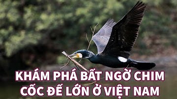 Khám Phá Bất Ngờ Chim Cốc Đế Lớn Ở Việt Nam | Great Cormorant | Sách đỏ Việt Nam