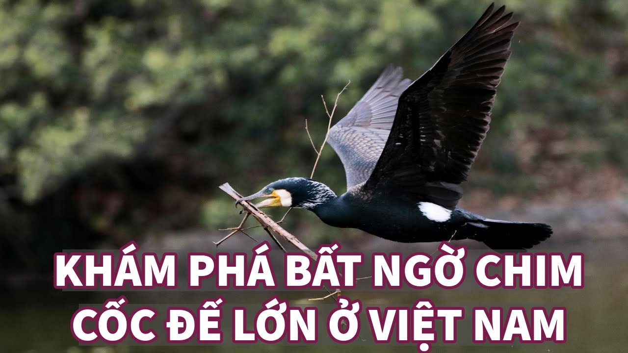 Khám Phá Bất Ngờ Chim Cốc Đế Lớn Ở Việt Nam | Great Cormorant | Sách đỏ Việt Nam