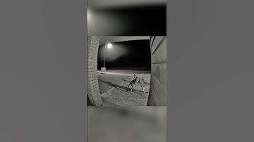 First Rule Of Fight Club #reolink #securitycamera #animals #funny #fight #fypage