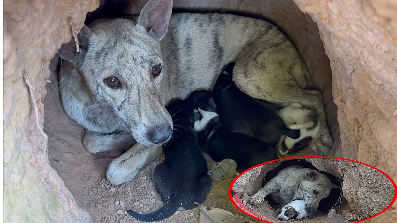 To protect her puppies, the mother dog drank dirty rain and gave birth ...