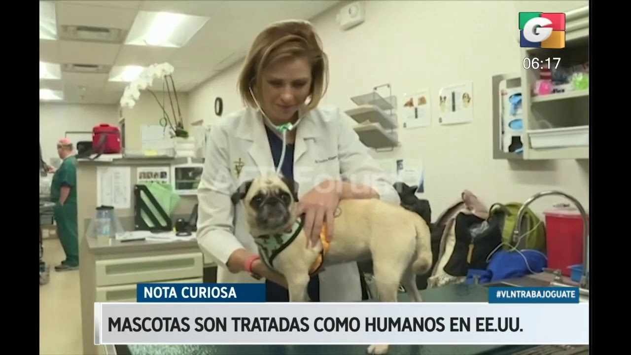 camera iphone 8 plus apk Mascotas son tratadas como humanos en EE.UU.