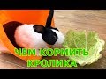 Декоративные кролики - чем кормить | уход и содержание