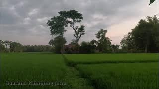 Suasana alami pagi hari di desa, suara kodok bernyanyi