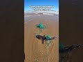 This Baby Shark Was Tangled in Plastic Net