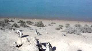 Los Penguinos De La Peninsula Valdez Que Preciosos
