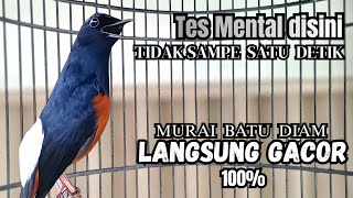 Murai Batu Gacor Fighter Efektif Buat Pancingan Murai Macet Biar Bunyi Jadikan Burung Murai Gacor