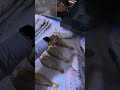 Kanama Smart Bait - How I Choose Baitfish Before I Cast.